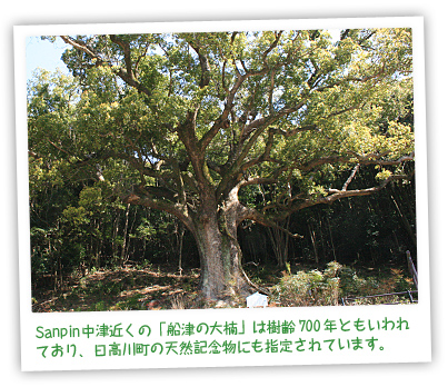Sanpin中津近くの「船津の大楠」は樹齢700年ともいわれており、日高川町の天然記念物にも指定されています。